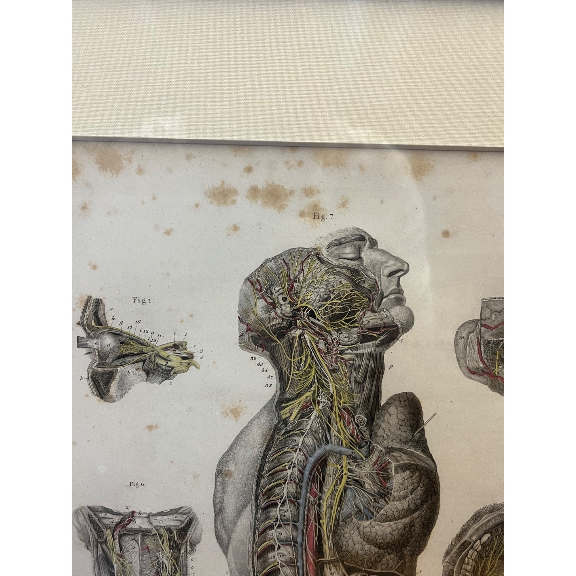 Antique c1870 Hand Colored Human Anatomy Steel Engraving Framed Medical Hirschfield C.E. Bock Atlas