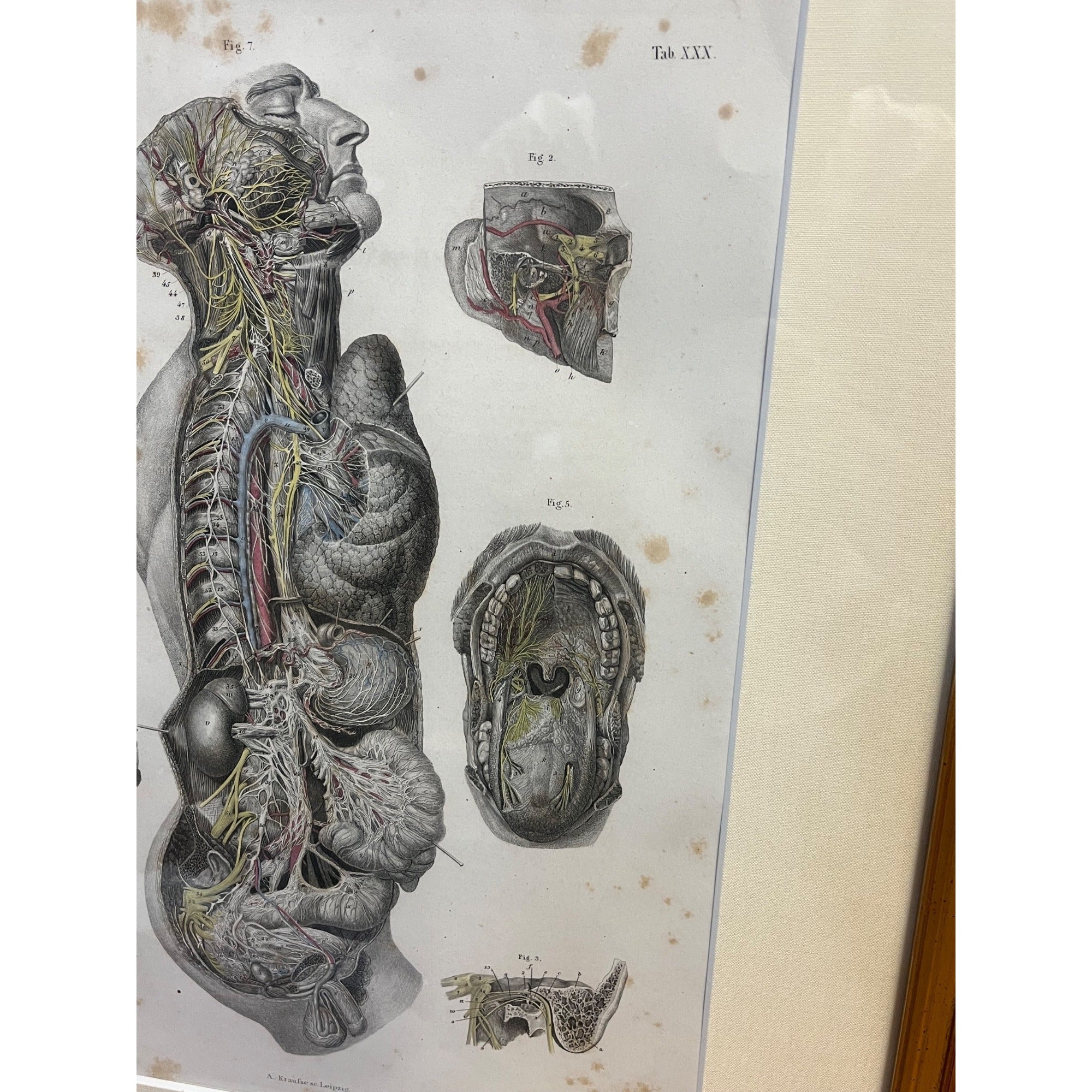 Antique c1870 Hand Colored Human Anatomy Steel Engraving Framed Medical Hirschfield C.E. Bock Atlas