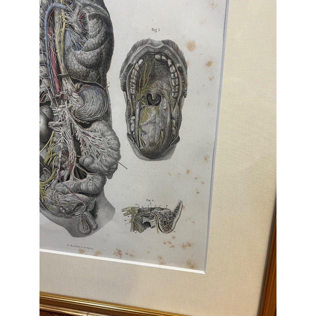 Antique c1870 Hand Colored Human Anatomy Steel Engraving Framed Medical Hirschfield C.E. Bock Atlas