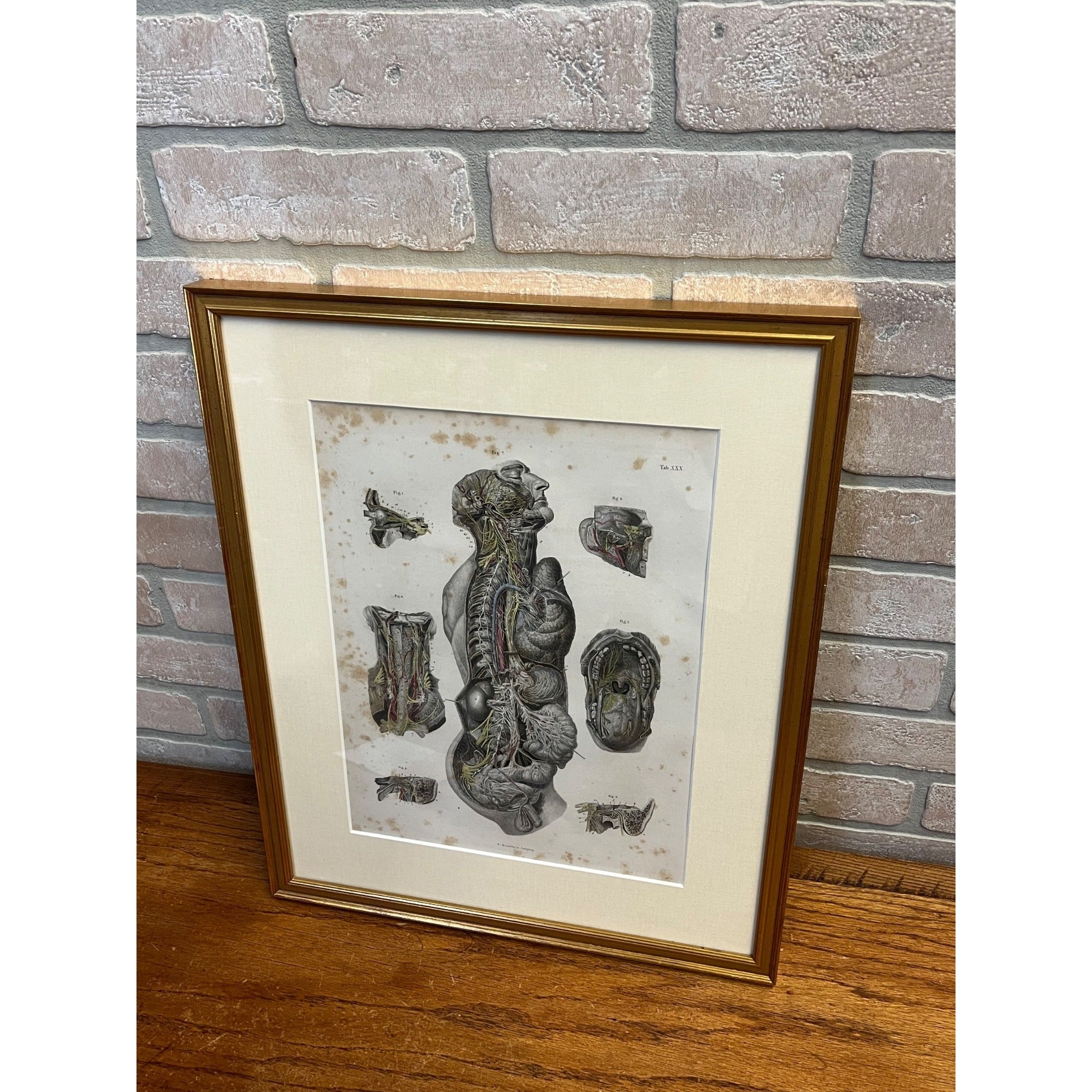 Antique c1870 Hand Colored Human Anatomy Steel Engraving Framed Medical Hirschfield C.E. Bock Atlas