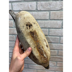 Vintage Mason Pintail Decoy Third Grade Original Paint Wooden Wood