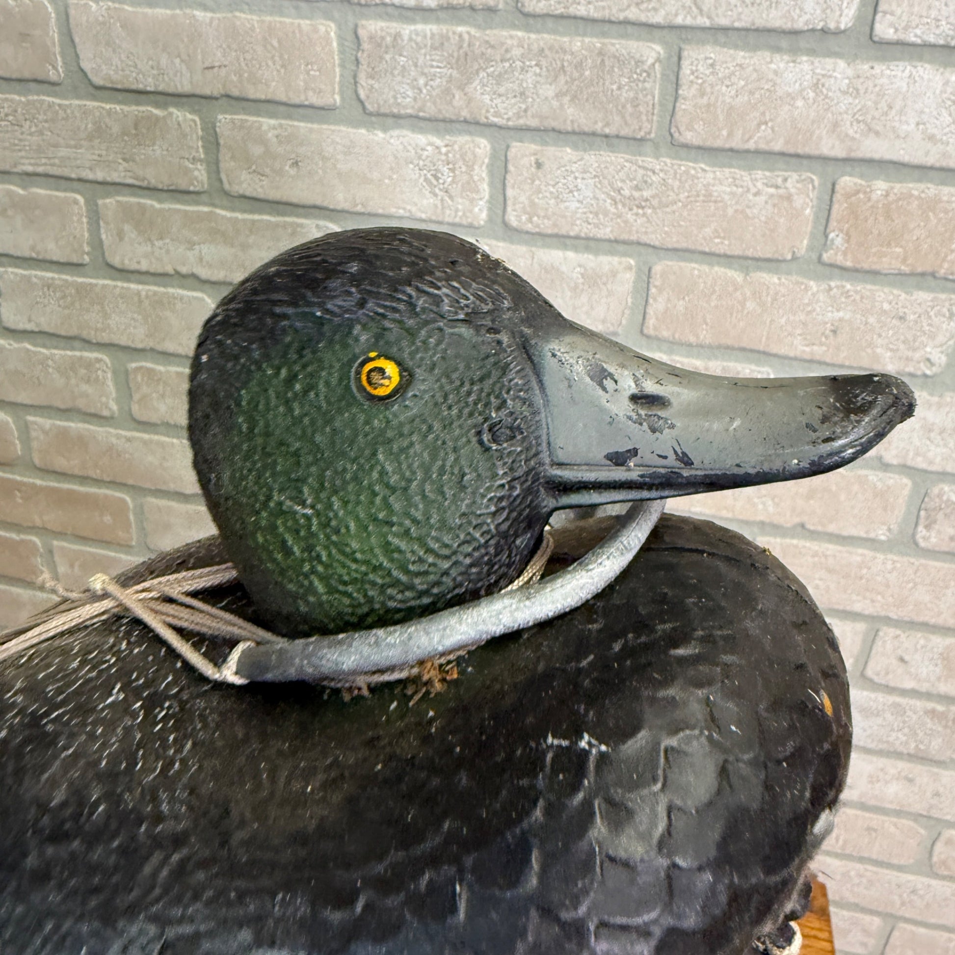 Sports Plast Plastic Bluebill Duck Decoy Made in Italy