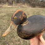 1870s DeWitt Wakefield Redhead Duck Decoy Scarce Original Paint