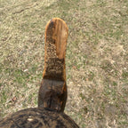 1870s DeWitt Wakefield Redhead Duck Decoy Scarce Original Paint