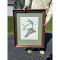 Vintage Passenger Pigeon Framed Bird Art Print Audubon Birds of America, National Gallery Art