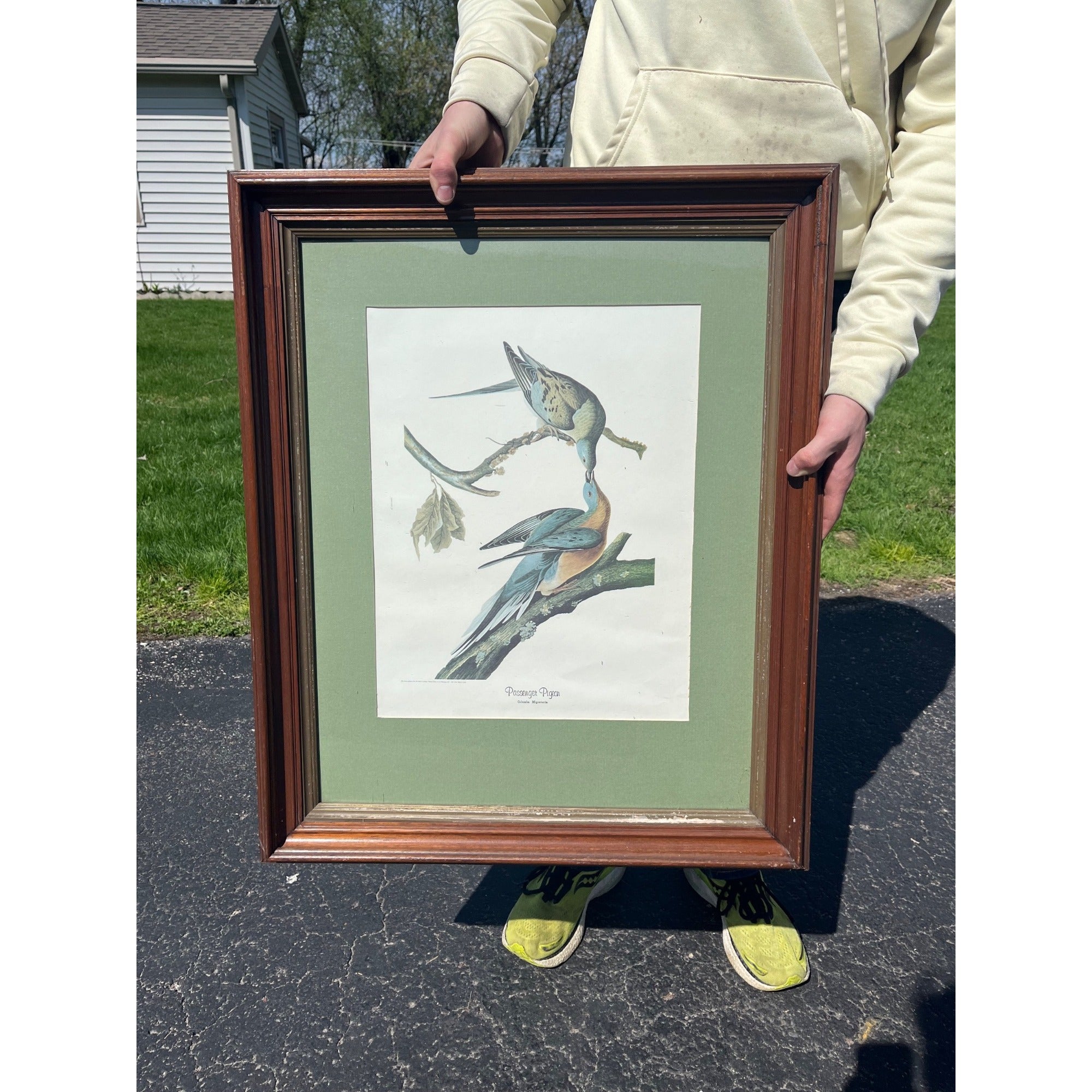 Vintage Passenger Pigeon Framed Bird Art Print Audubon Birds of America, National Gallery Art