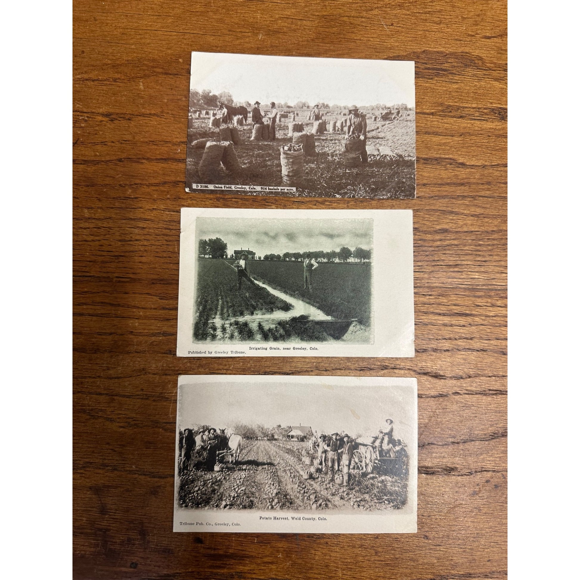 Greeley CO Colorado RPPC Postcards Lot (3) Potato Onion Farming Harvest
