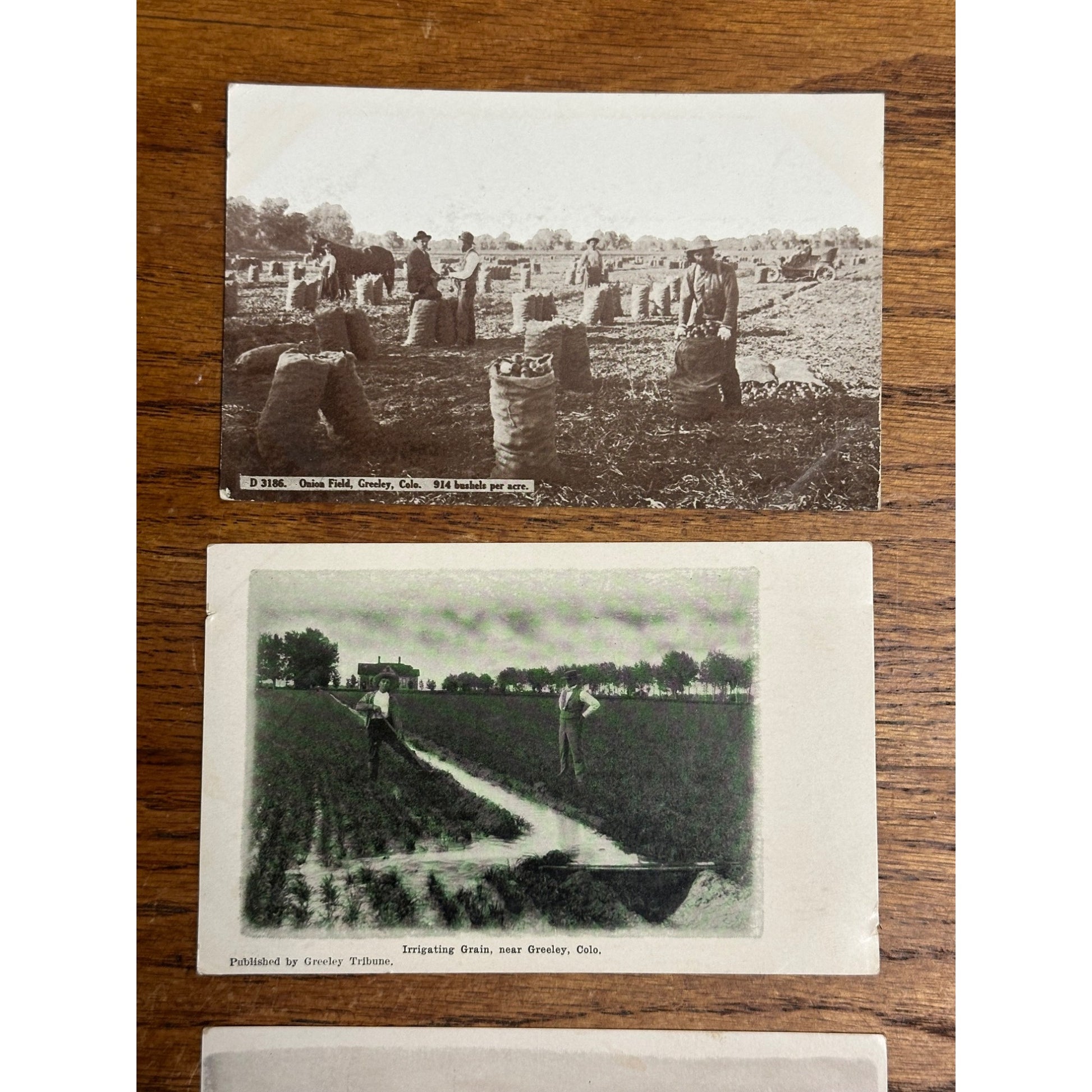 Greeley CO Colorado RPPC Postcards Lot (3) Potato Onion Farming Harvest
