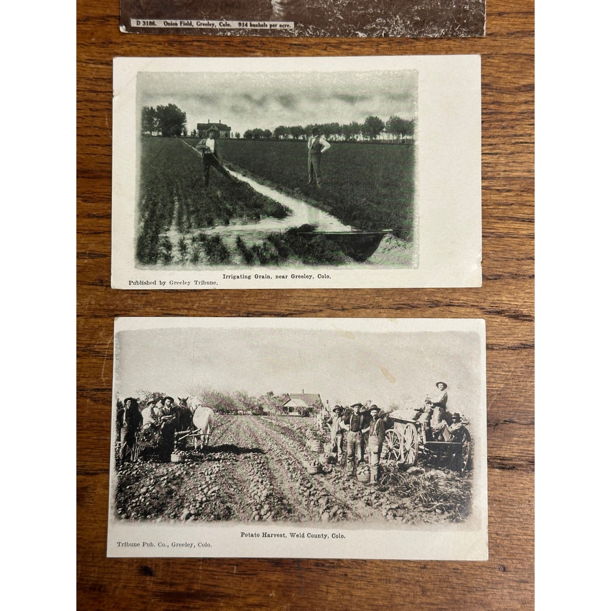 Greeley CO Colorado RPPC Postcards Lot (3) Potato Onion Farming Harvest