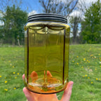 Antique Honey Yellow Light Amber Ribbed Cigar Humidor Jar W/ Lid 1900s
