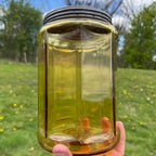 Antique Honey Yellow Light Amber Ribbed Cigar Humidor Jar W/ Lid 1900s
