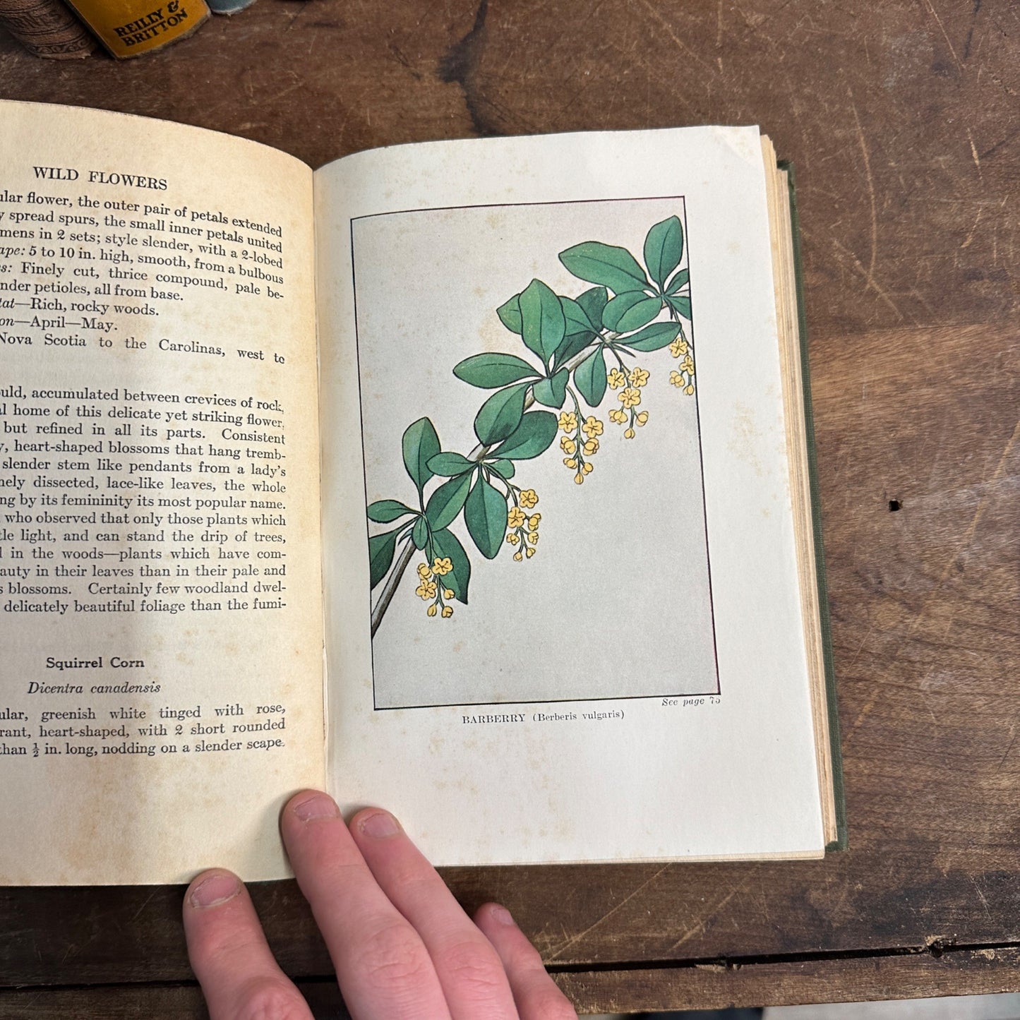 LITTLE NATURE LIBRARY WILDFLOWERS ANTIQUE BOOK NELTJE BLANCHAN 1922 ILLUSTRATED