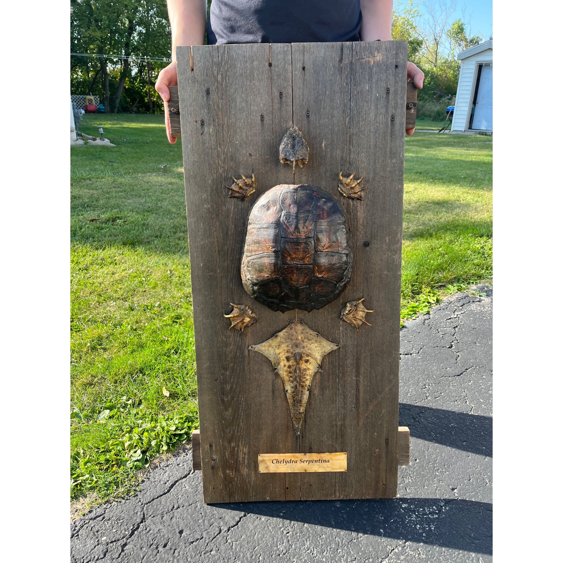 Vintage Snapping Turtle Shell Full Body Taxidermy Wood Wall Mount Chelydra Serpentina