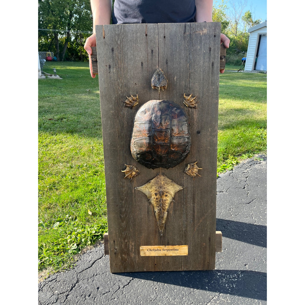 Vintage Snapping Turtle Shell Full Body Taxidermy Wood Wall Mount Chelydra Serpentina