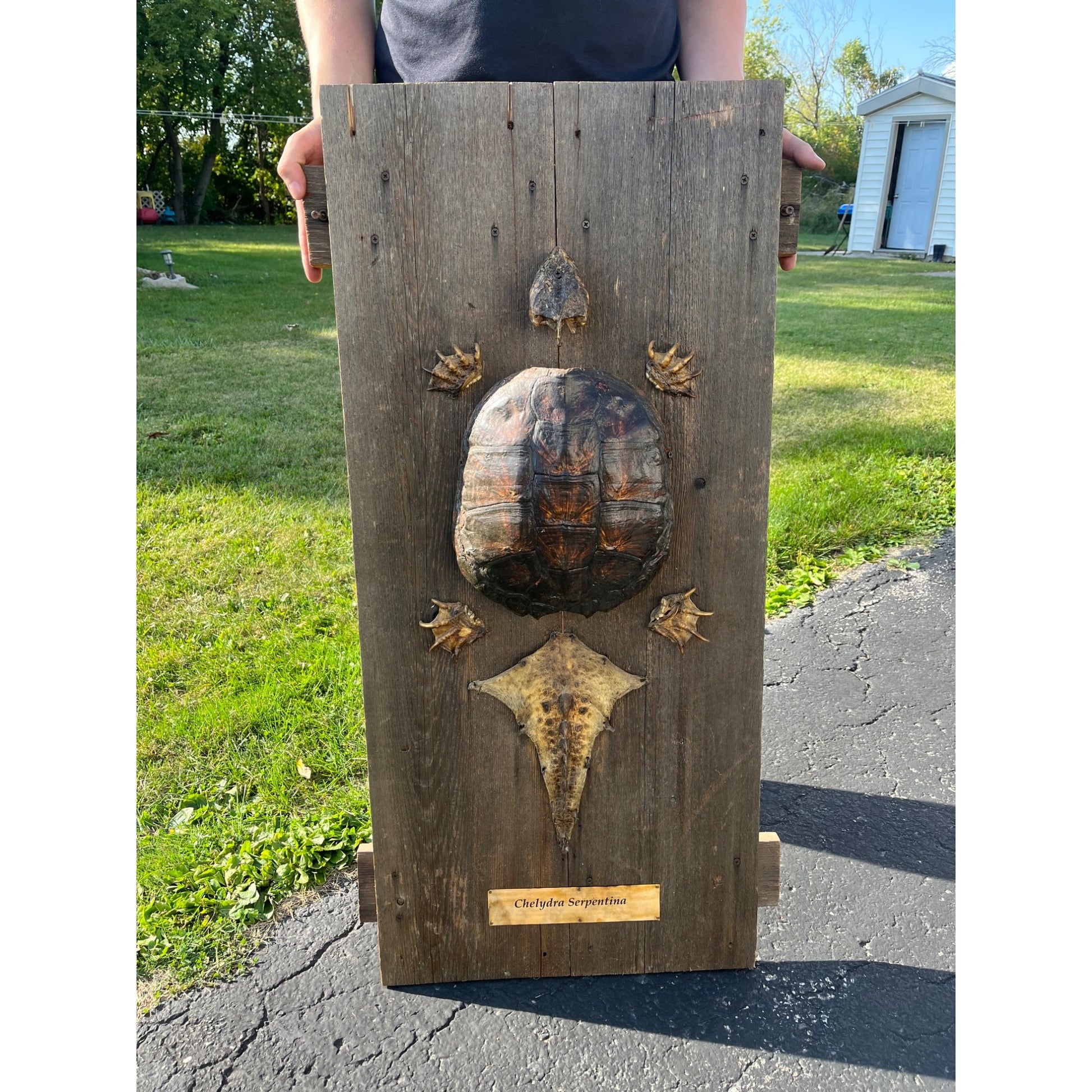 Vintage Snapping Turtle Shell Full Body Taxidermy Wood Wall Mount Chelydra Serpentina