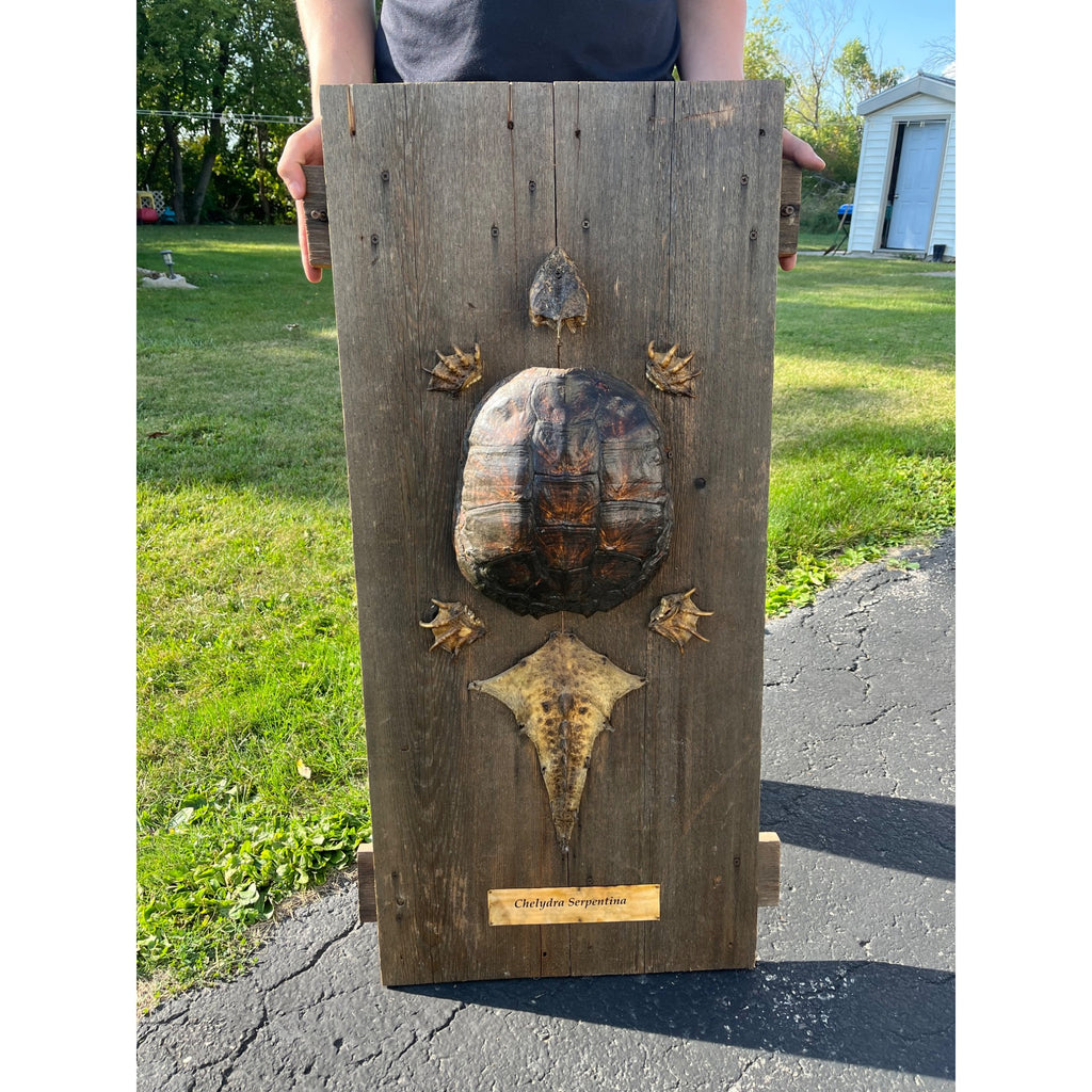 Vintage Snapping Turtle Shell Full Body Taxidermy Wood Wall Mount Chelydra Serpentina
