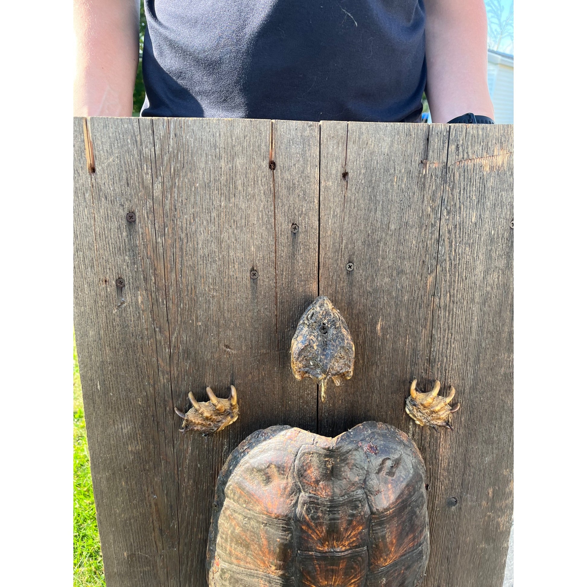 Vintage Snapping Turtle Shell Full Body Taxidermy Wood Wall Mount Chelydra Serpentina