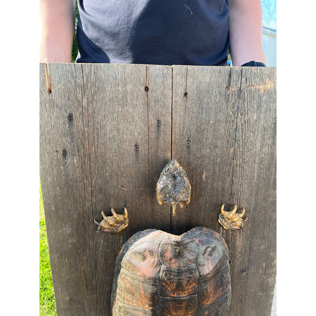Vintage Snapping Turtle Shell Full Body Taxidermy Wood Wall Mount Chelydra Serpentina