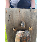 Vintage Snapping Turtle Shell Full Body Taxidermy Wood Wall Mount Chelydra Serpentina