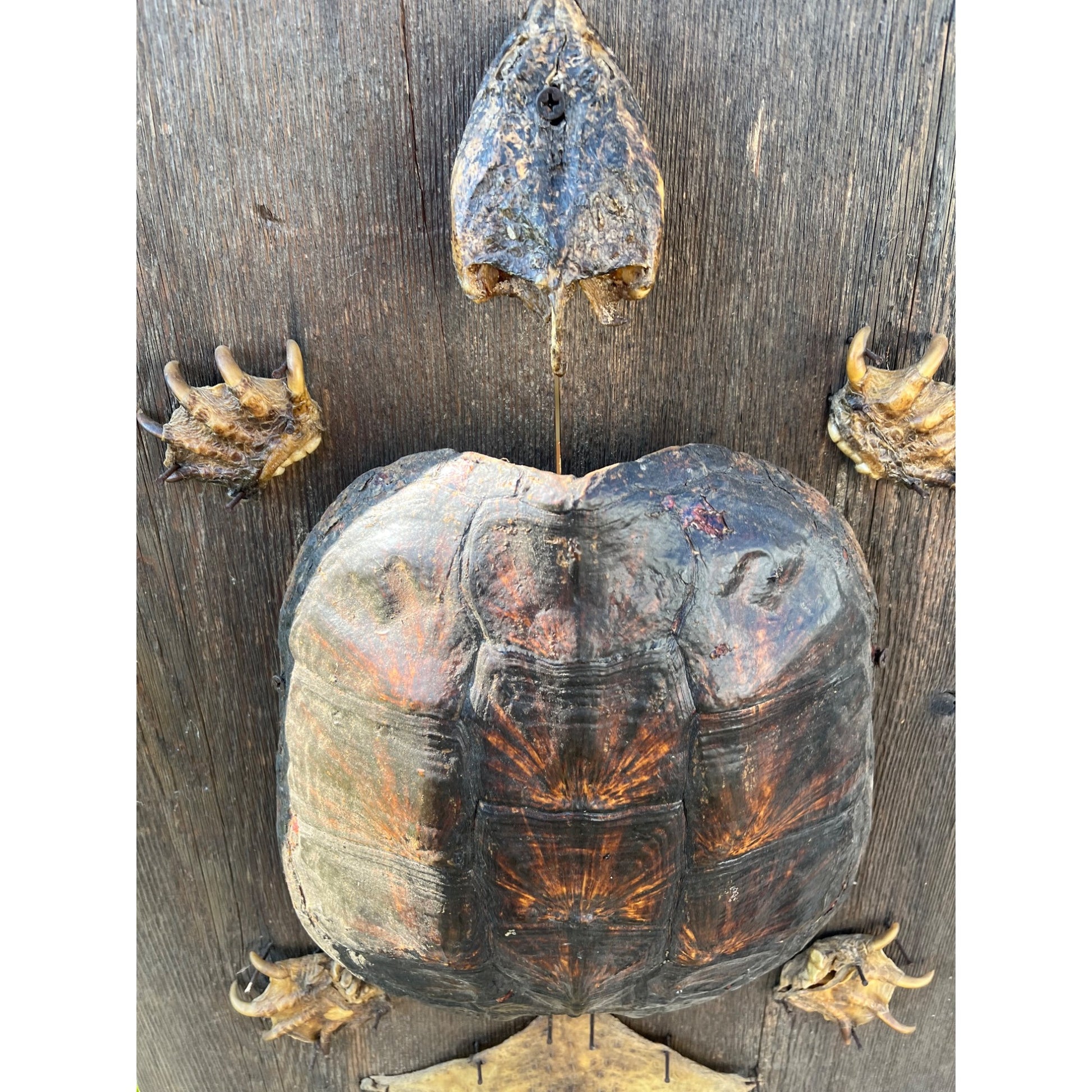Vintage Snapping Turtle Shell Full Body Taxidermy Wood Wall Mount Chelydra Serpentina