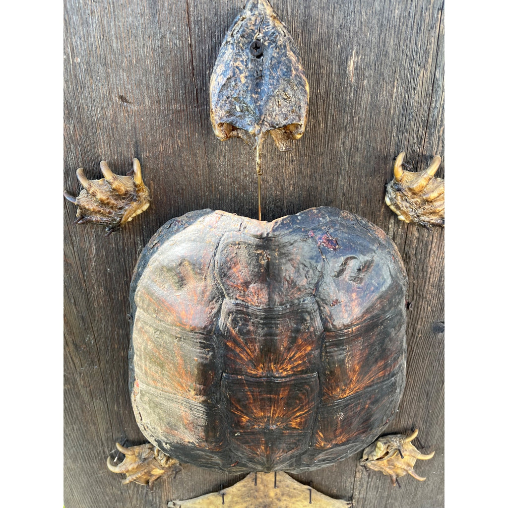 Vintage Snapping Turtle Shell Full Body Taxidermy Wood Wall Mount Chelydra Serpentina