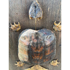 Vintage Snapping Turtle Shell Full Body Taxidermy Wood Wall Mount Chelydra Serpentina