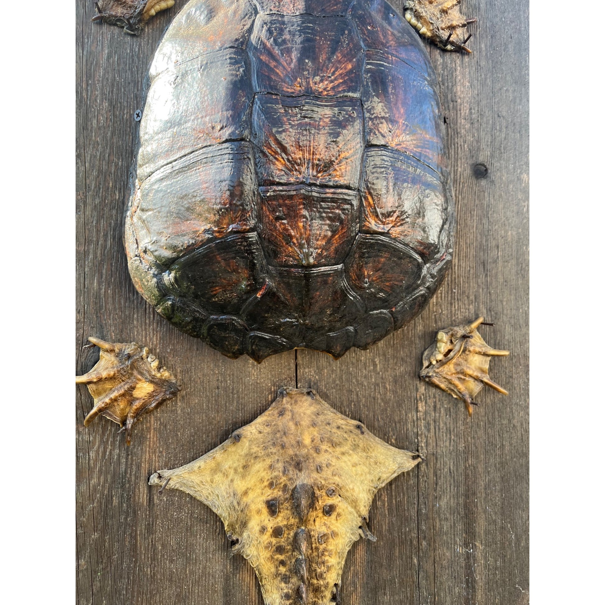 Vintage Snapping Turtle Shell Full Body Taxidermy Wood Wall Mount Chelydra Serpentina