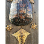 Vintage Snapping Turtle Shell Full Body Taxidermy Wood Wall Mount Chelydra Serpentina