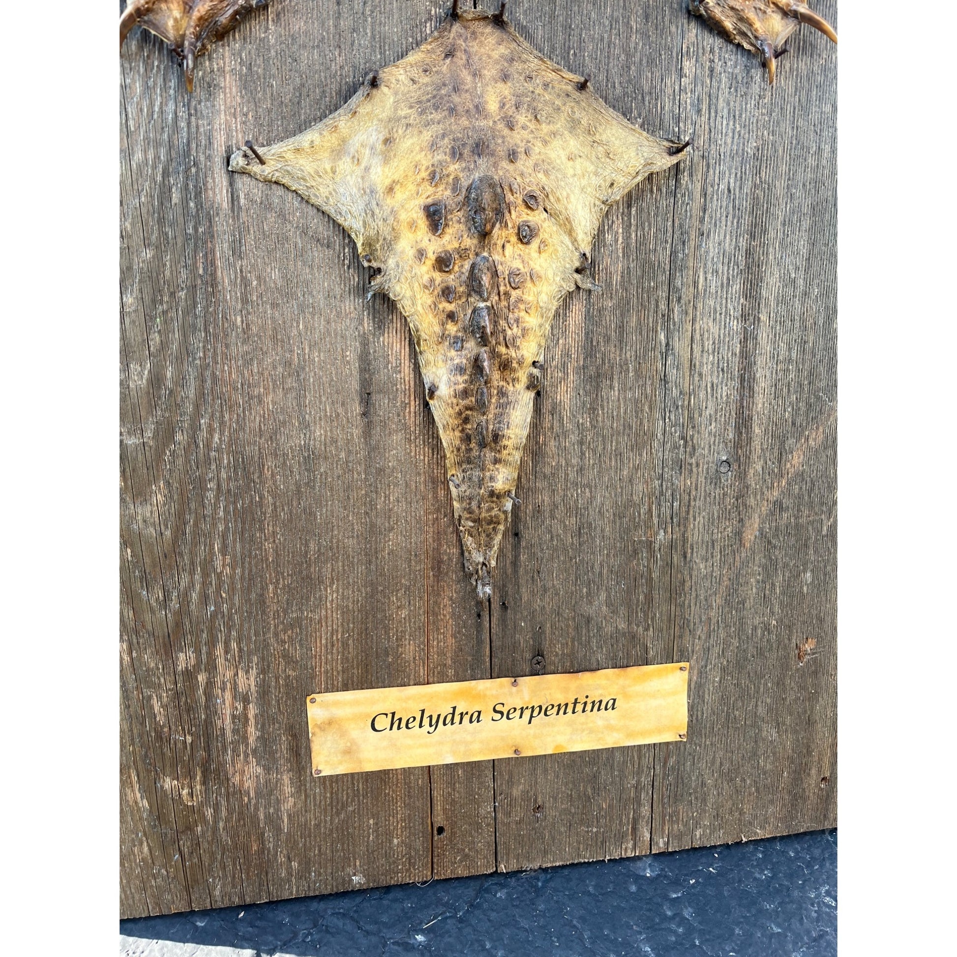 Vintage Snapping Turtle Shell Full Body Taxidermy Wood Wall Mount Chelydra Serpentina