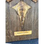 Vintage Snapping Turtle Shell Full Body Taxidermy Wood Wall Mount Chelydra Serpentina