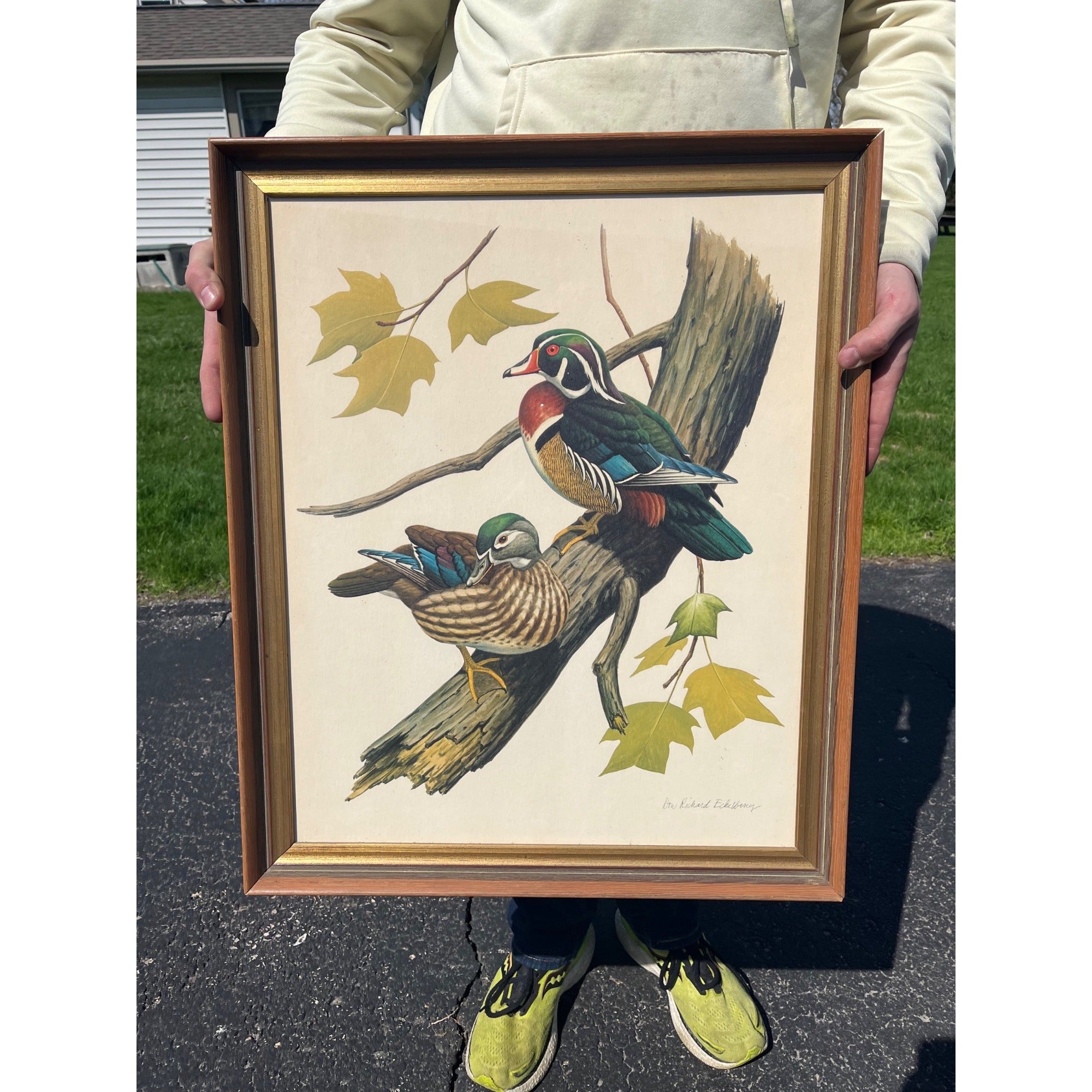 Vintage Wood Duck Framed Art Print Don Richard Eckelberry Framed