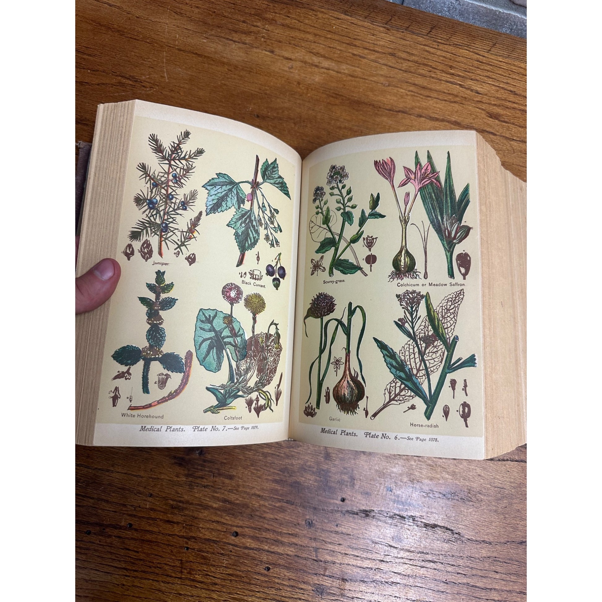 Antique 1901 The Book of Health Family Physician Illustrated Color Plates