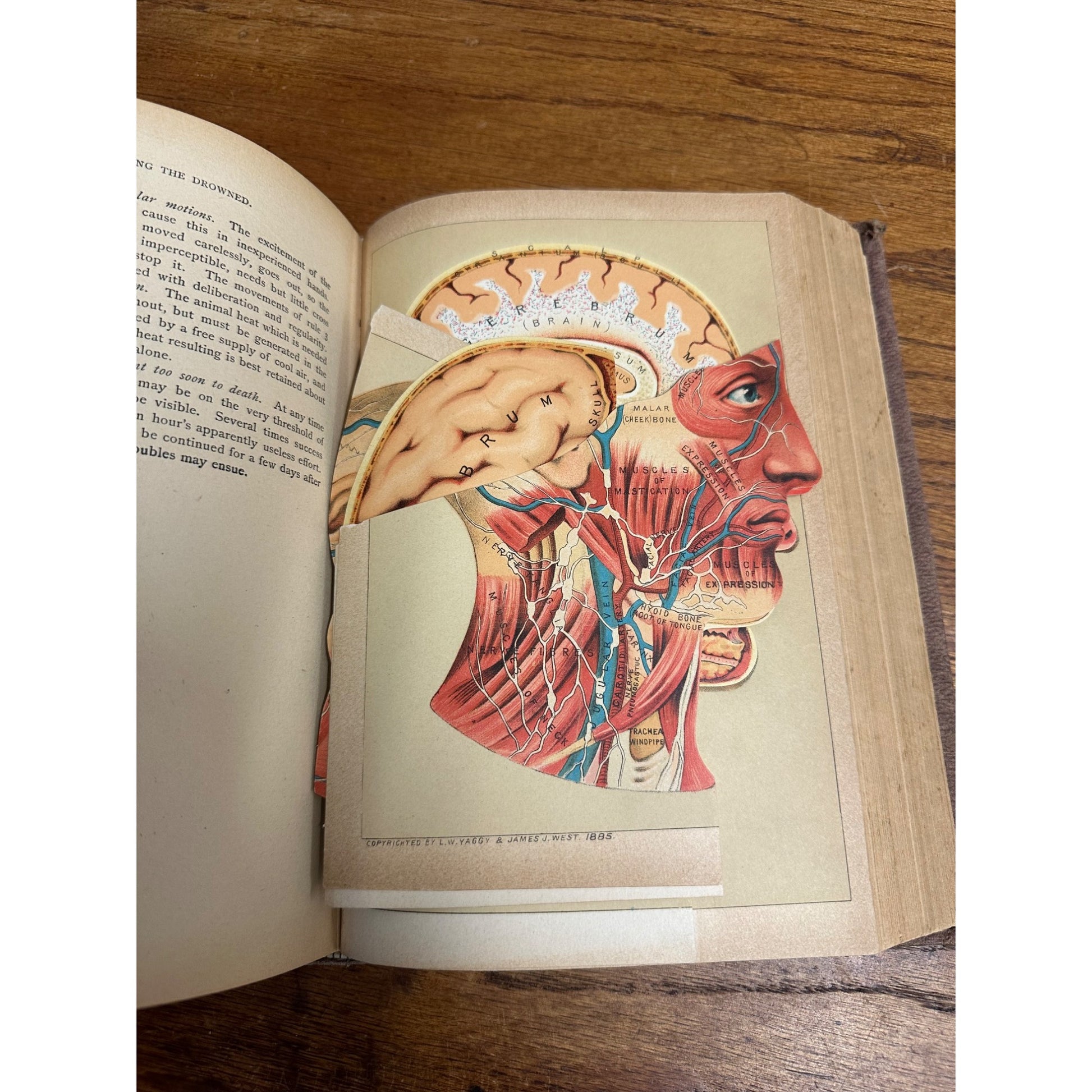 Antique 1901 The Book of Health Family Physician Illustrated Color Plates