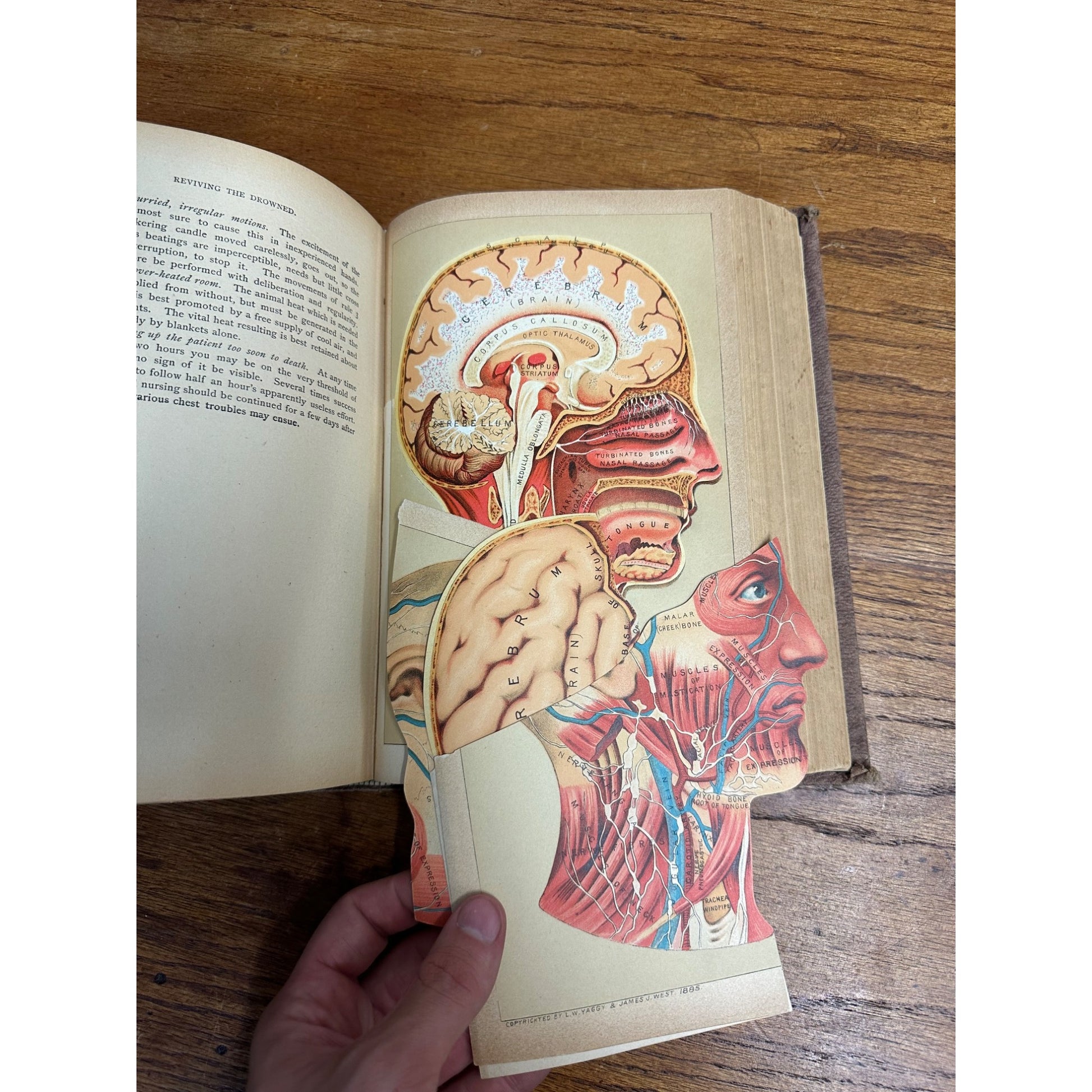 Antique 1901 The Book of Health Family Physician Illustrated Color Plates