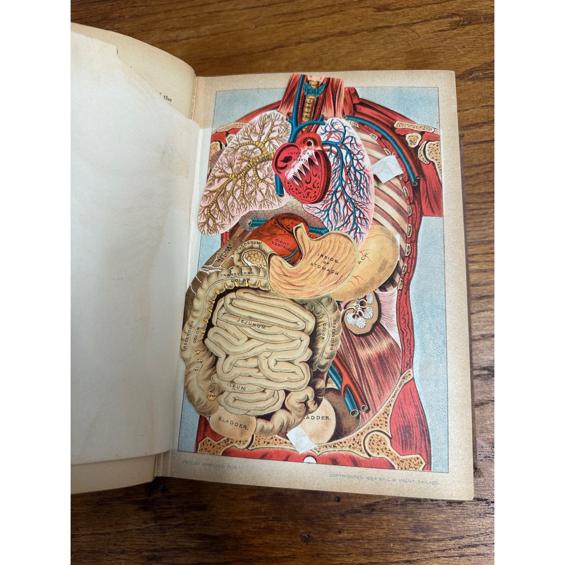 Antique 1901 The Book of Health Family Physician Illustrated Color Plates