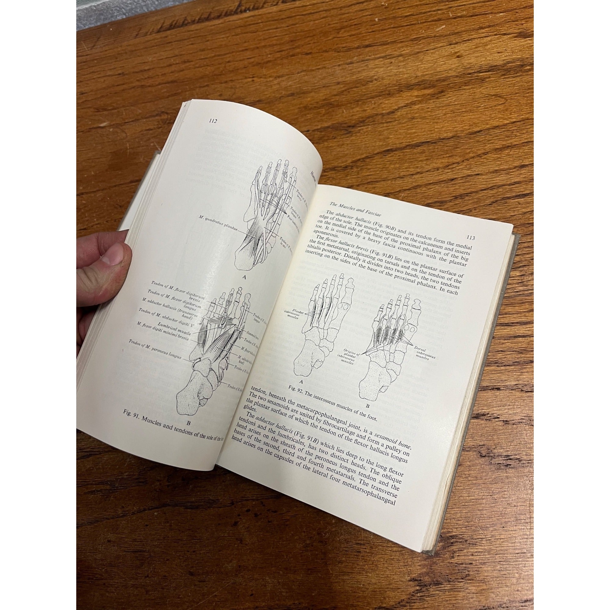 Vintage 1946 Introduction to Human Anatomy - Marshall / Lazier - Book Hardcover