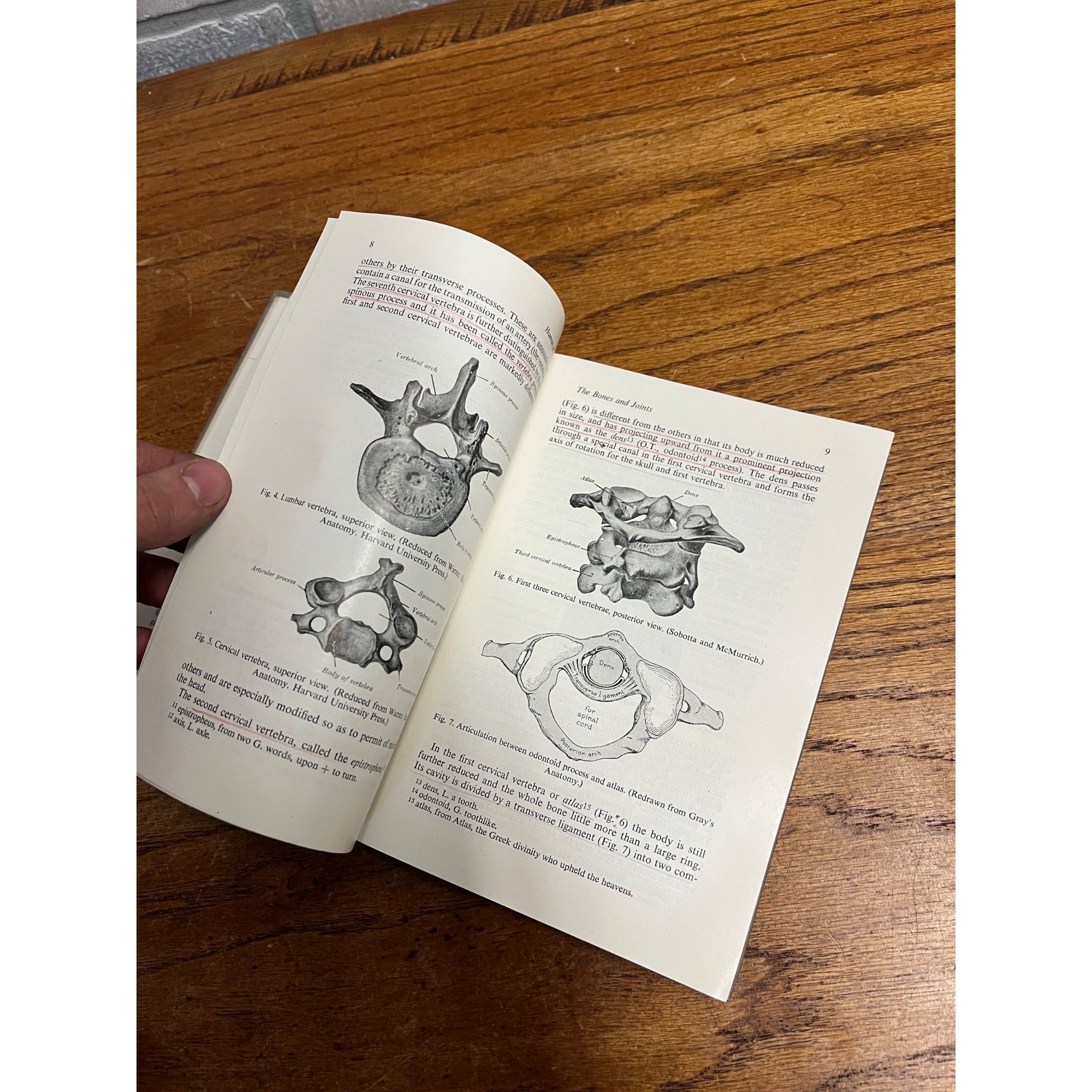 Vintage 1946 Introduction to Human Anatomy - Marshall / Lazier - Book Hardcover