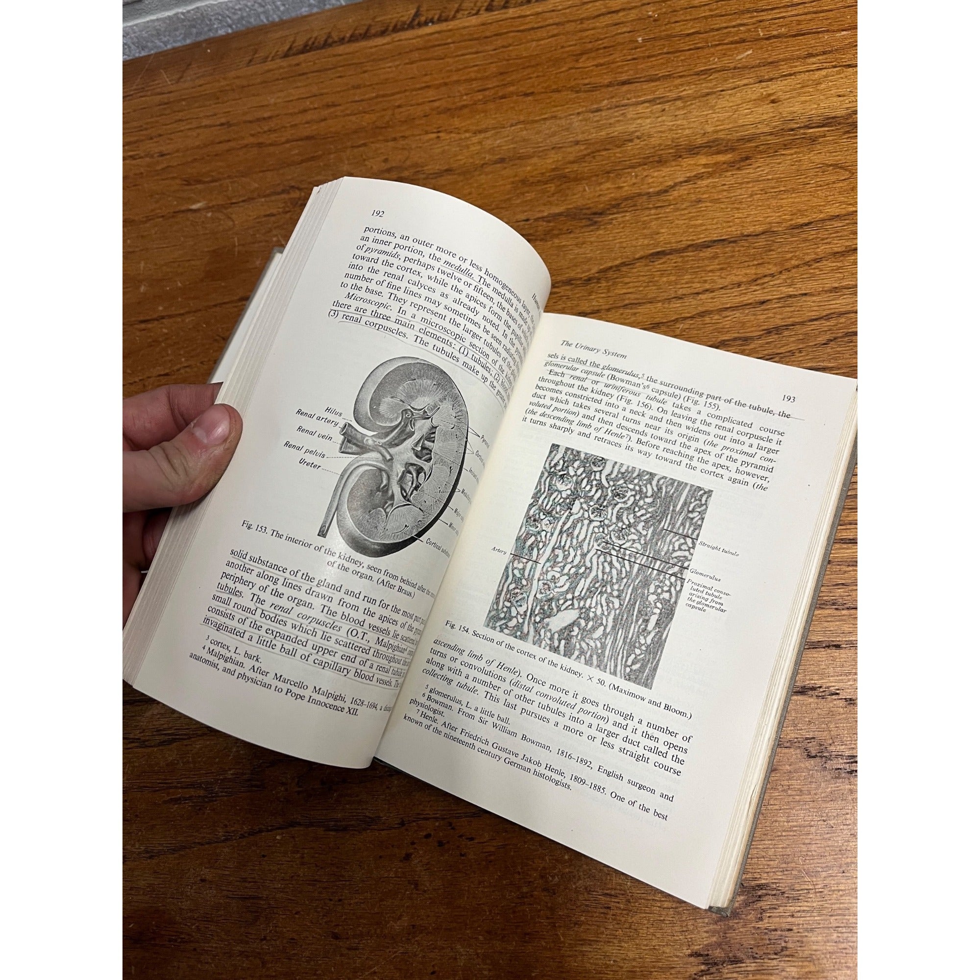 Vintage 1946 Introduction to Human Anatomy - Marshall / Lazier - Book Hardcover