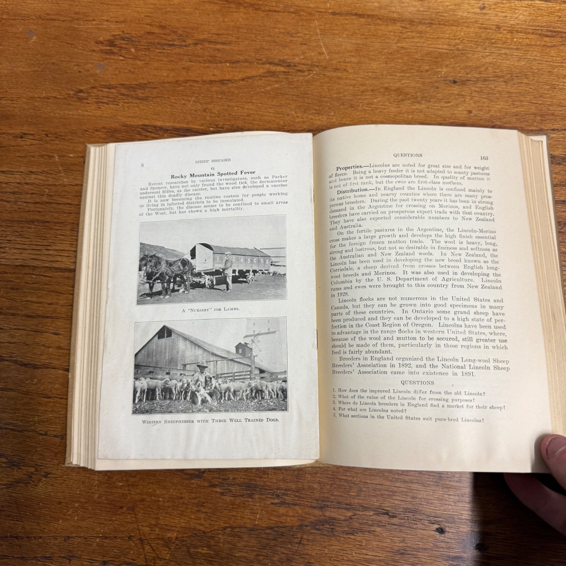 Lippincott’s Farm Manuals Productive Sheep Husbandry WC Coffey 1929 Book Farming