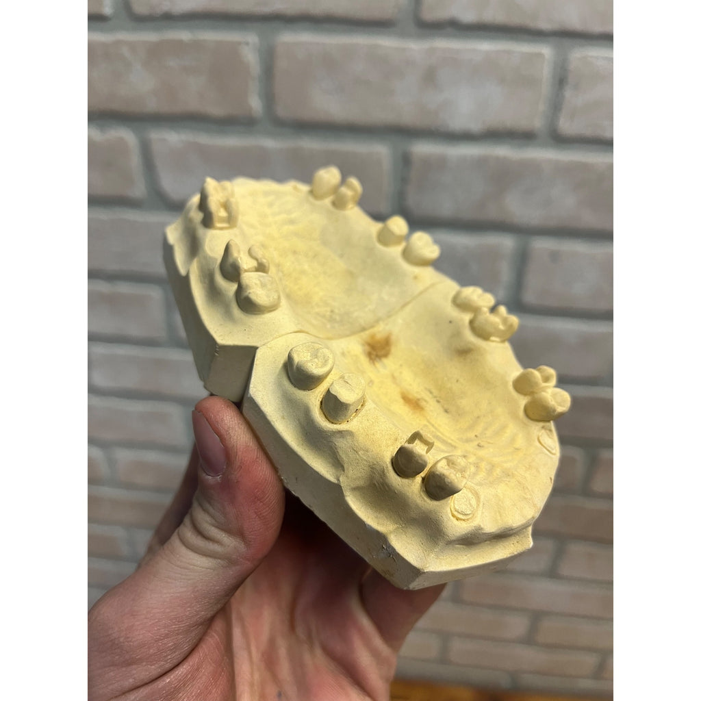 Vintage Plaster Dental Mold Human Teeth Anatomy Medical Dentist Oddities