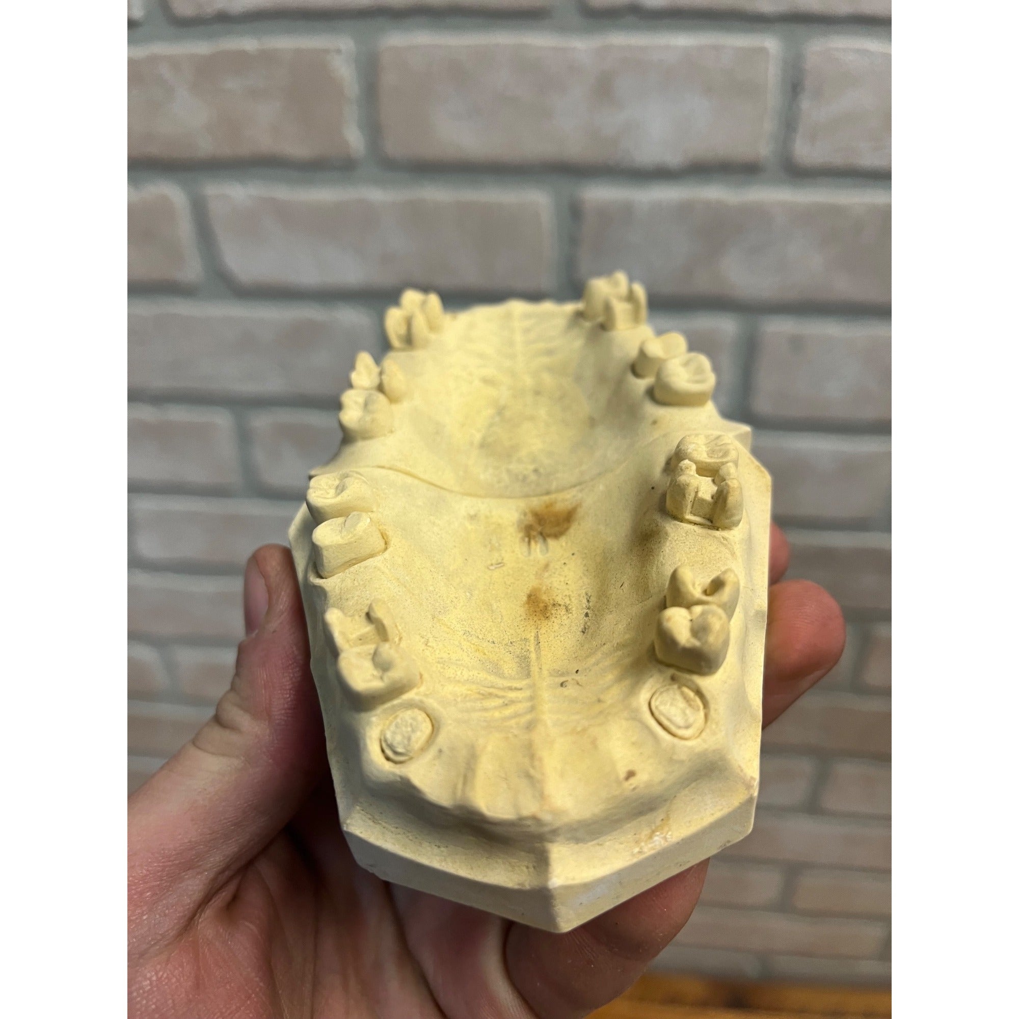 Vintage Plaster Dental Mold Human Teeth Anatomy Medical Dentist Oddities