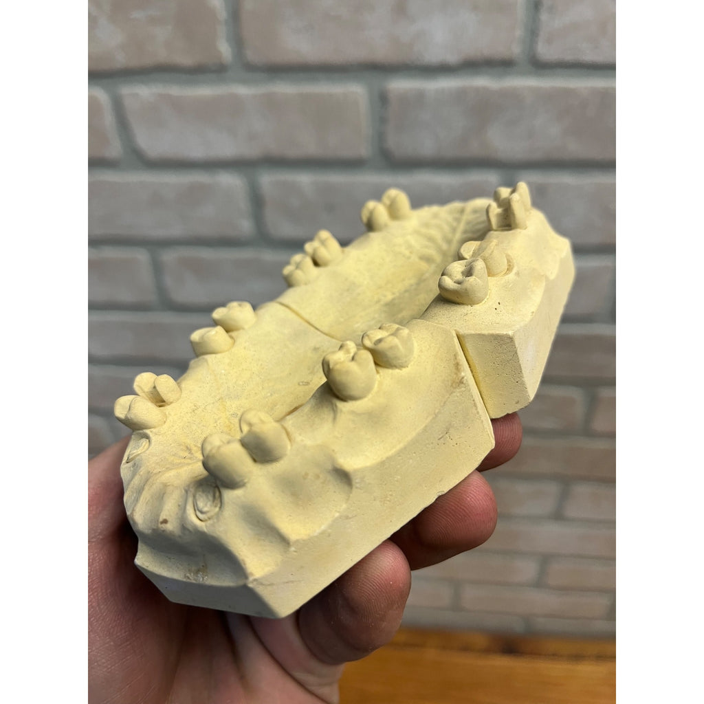 Vintage Plaster Dental Mold Human Teeth Anatomy Medical Dentist Oddities