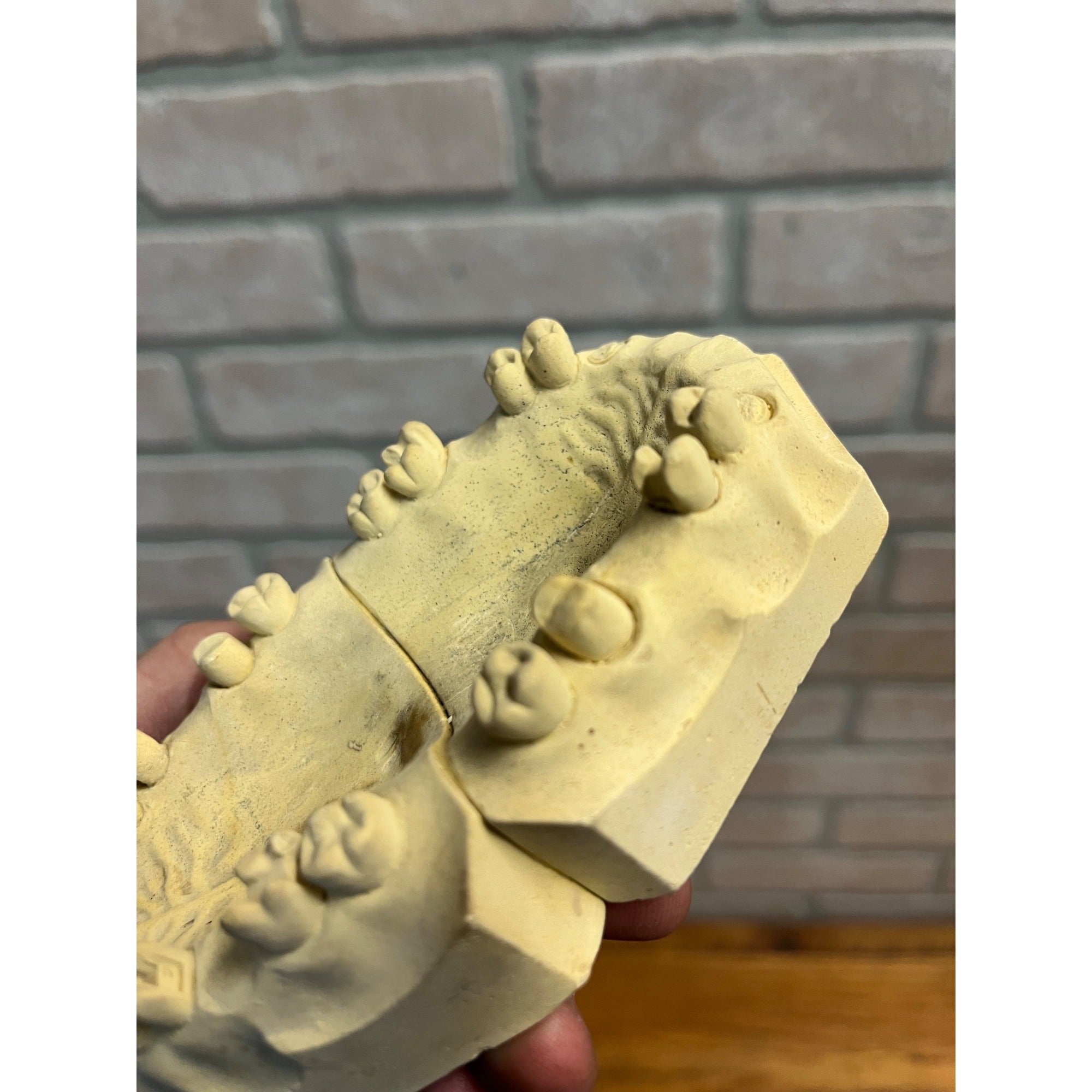 Vintage Plaster Dental Mold Human Teeth Anatomy Medical Dentist Oddities