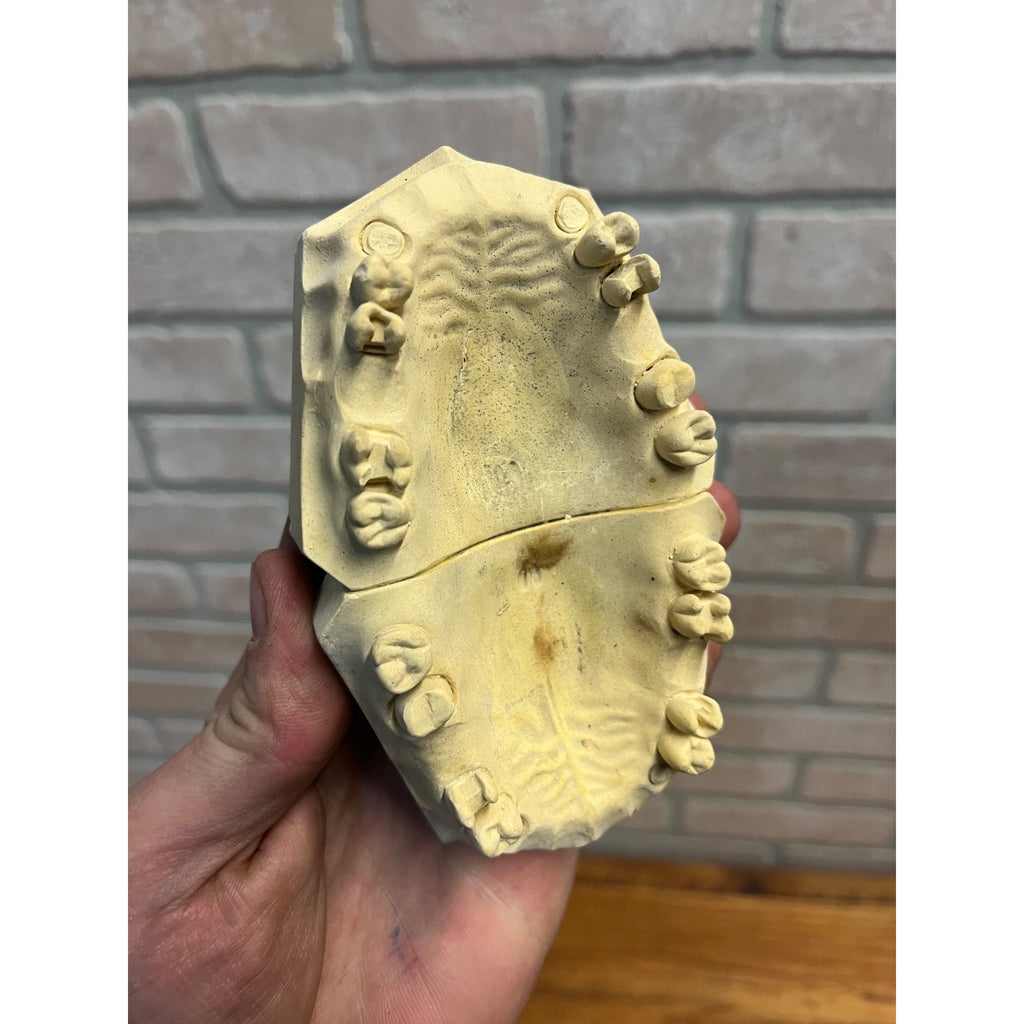 Vintage Plaster Dental Mold Human Teeth Anatomy Medical Dentist Oddities
