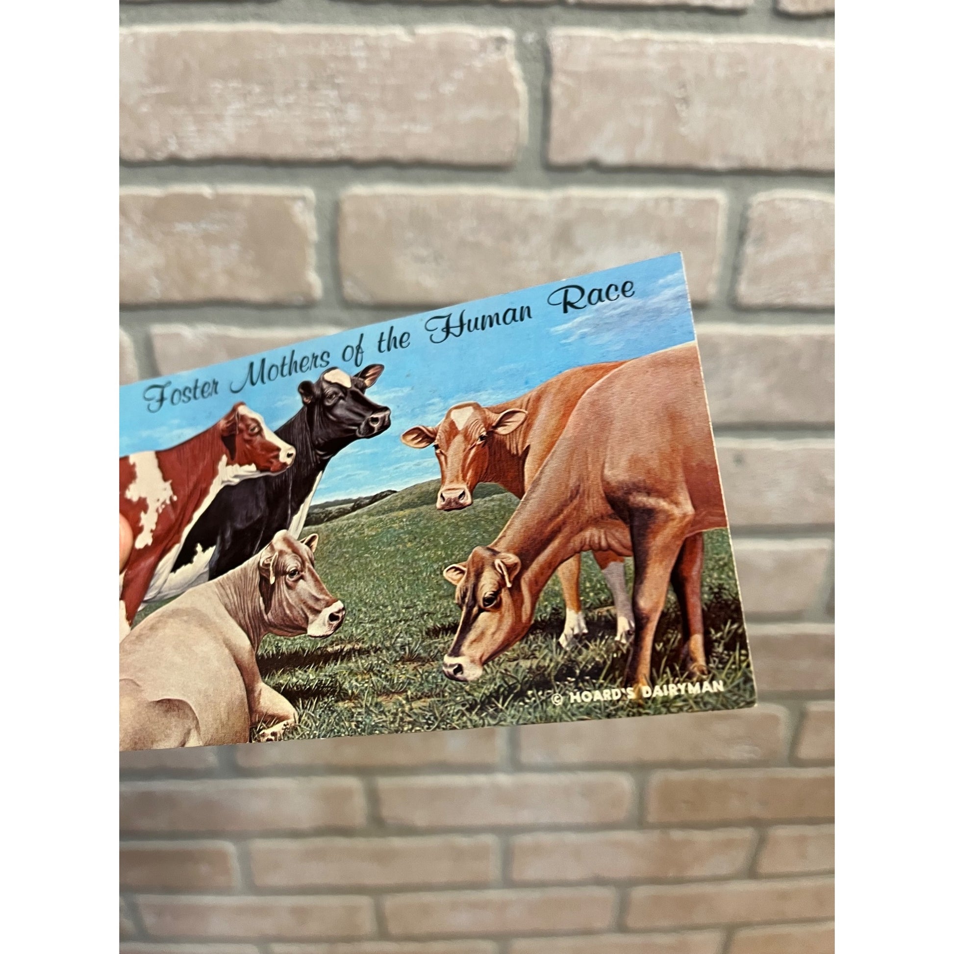 The Five Dairy Queen's "Foster Mothers of Human Race" Hoard's Dairyman Postcard
