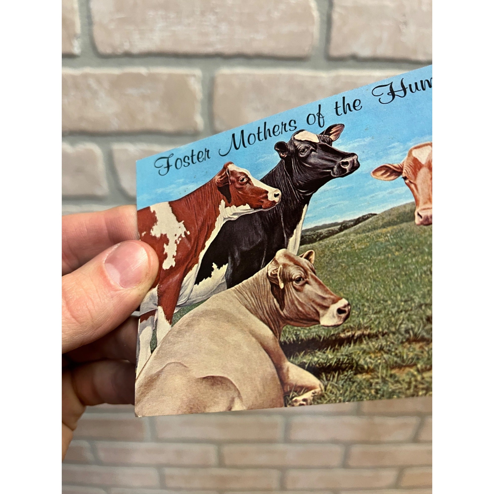 The Five Dairy Queen's "Foster Mothers of Human Race" Hoard's Dairyman Postcard