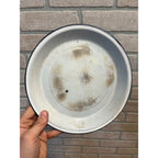 Antique Primitive Light Blue and White Swirl Enamel Graniteware Round Pie Pan/ Baking Dish/ Farmhouse Decor