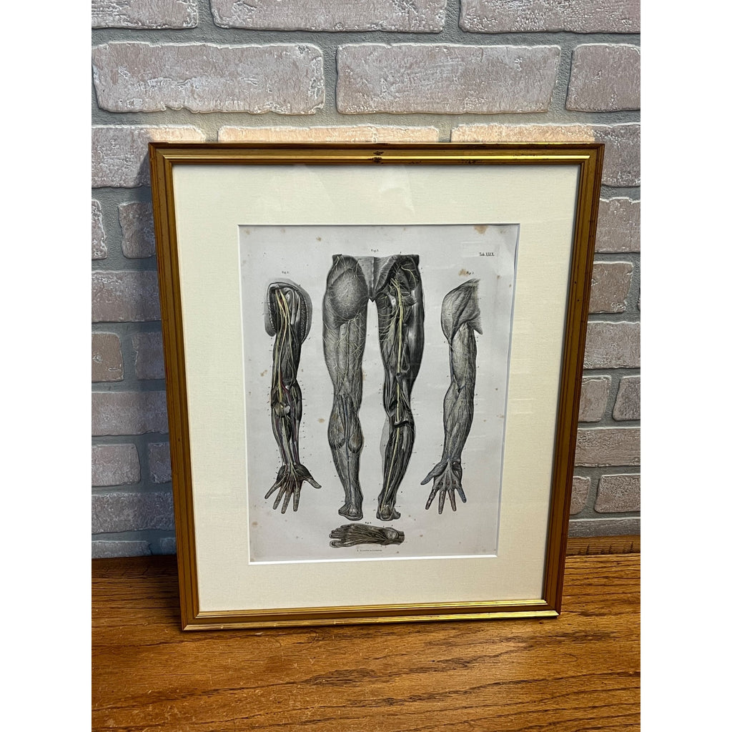 Antique c1870 Hand Colored Human Anatomy Steel Engraving Framed Medical Hirschfield C.E. Bock Atlas