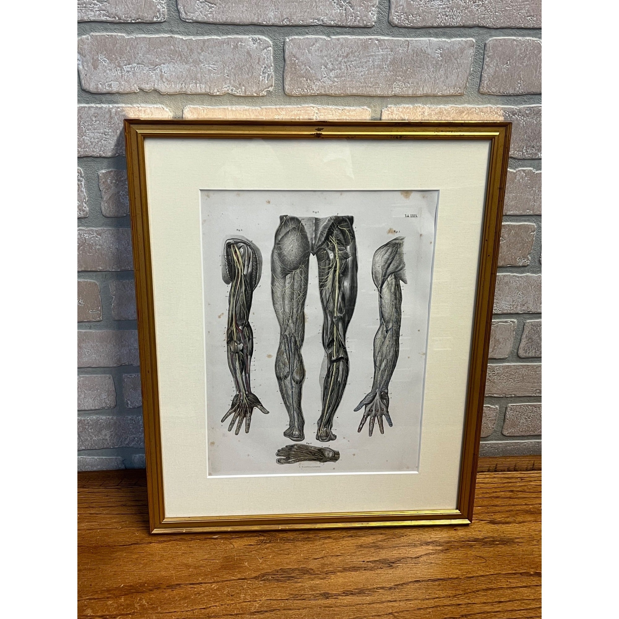 Antique c1870 Hand Colored Human Anatomy Steel Engraving Framed Medical Hirschfield C.E. Bock Atlas