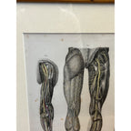 Antique c1870 Hand Colored Human Anatomy Steel Engraving Framed Medical Hirschfield C.E. Bock Atlas